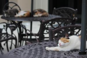 IMG_6420